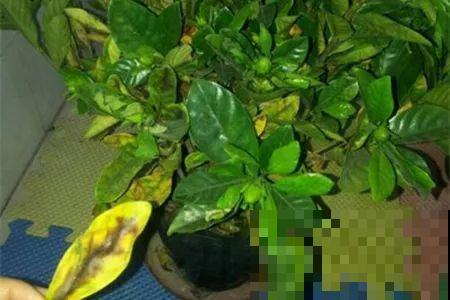 浇水的时候加点它，栀子不黄叶，开的花比拳头大！