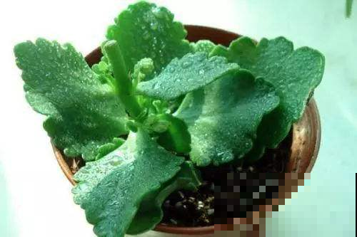 还在往盆里乱埋东西？一个不小心就全军覆没，再不注意就晚了！