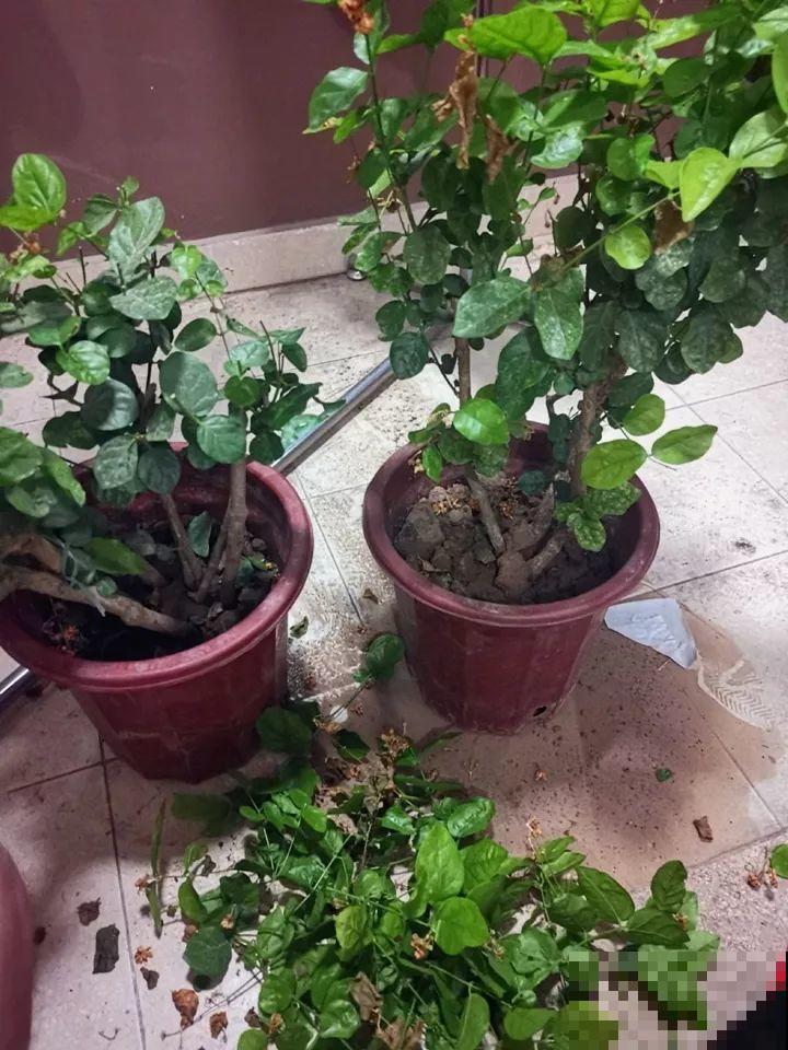 最难养的6种花，买一盆死一盆，想想都生气！