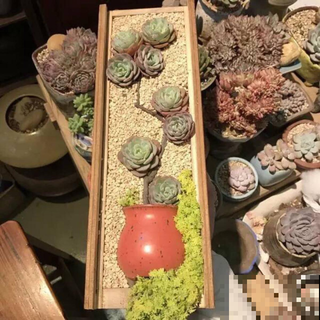 你有这样养过多肉吗？一秒变老桩，邻居看了啧啧称奇！