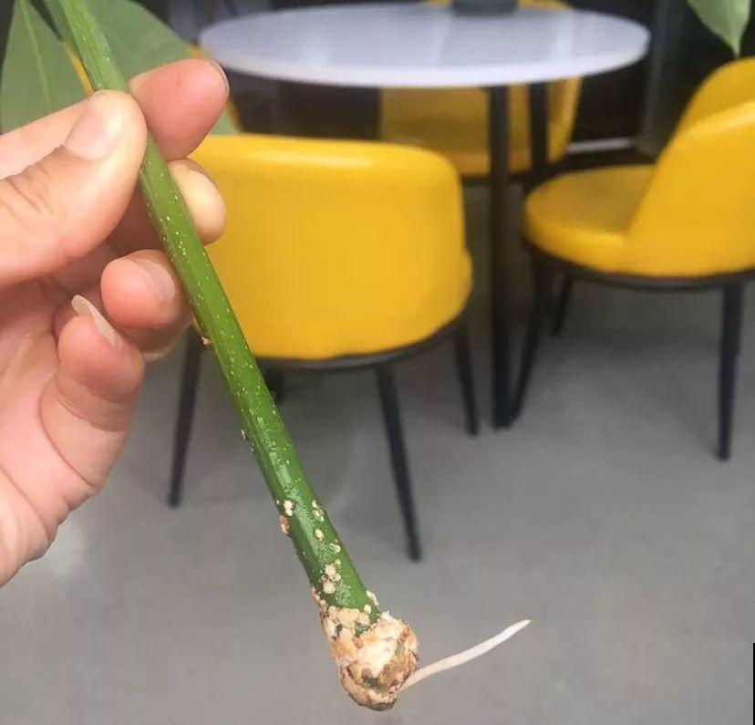 5种自制的生根水，杀菌消毒泡一泡就完事，夏天也能放心扦插！
