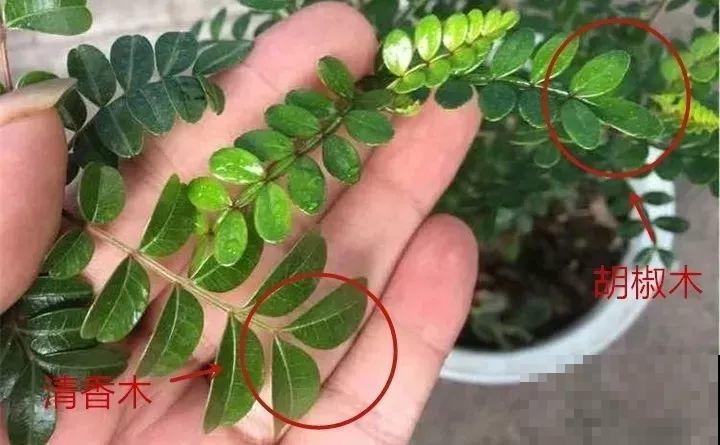 养了两个月的花，竟发现是假的？这些套路还真得摸清楚！