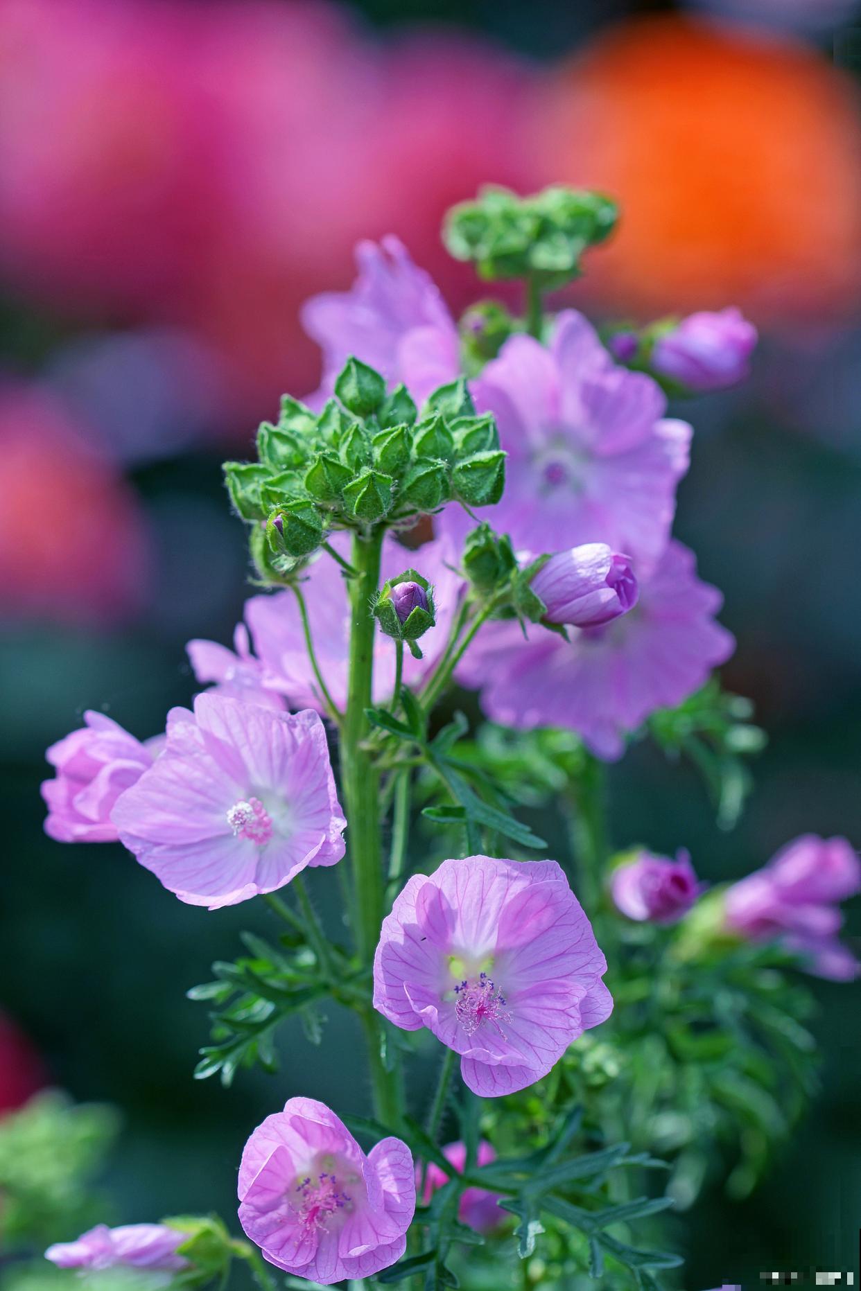 锦葵花怎么播种？