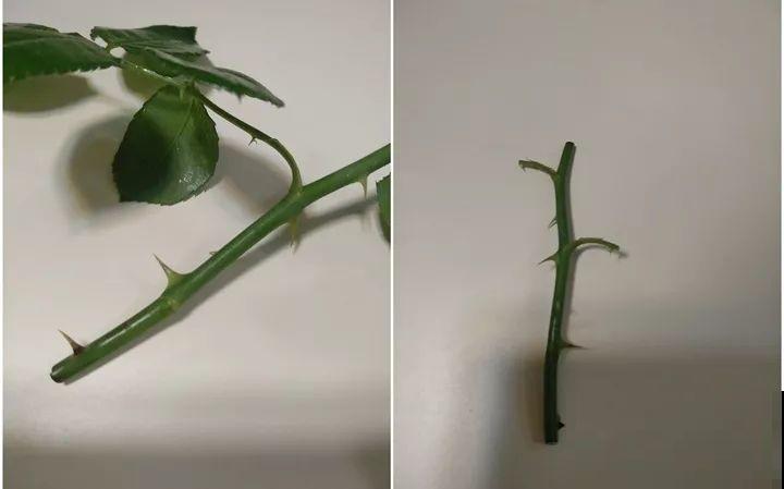 教你3种嫁接术，自己在家也能种出月季树，还能开多色！