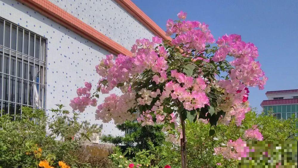 夏天就得养这花，皮实耐热花期长，越晒开花越多！