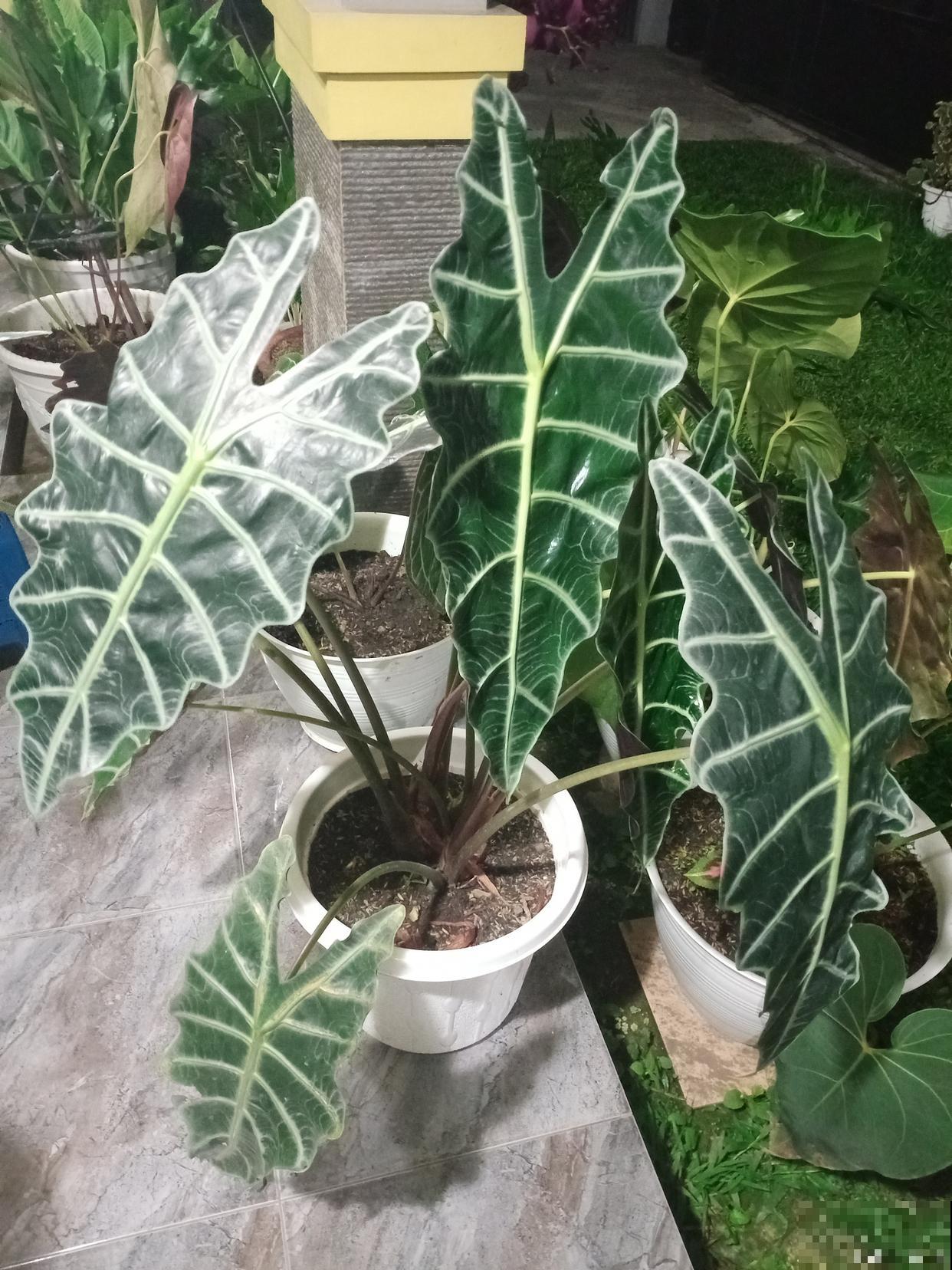 绿宝石喜林芋怎么修剪