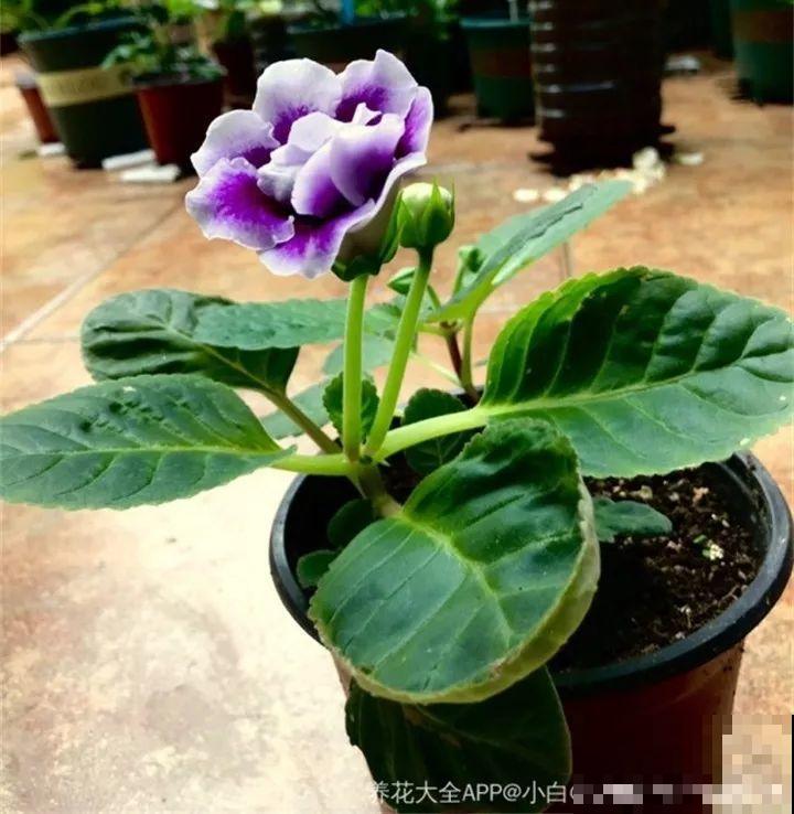 这20种花，一开就是上百天，阳台一年四季有花赏！