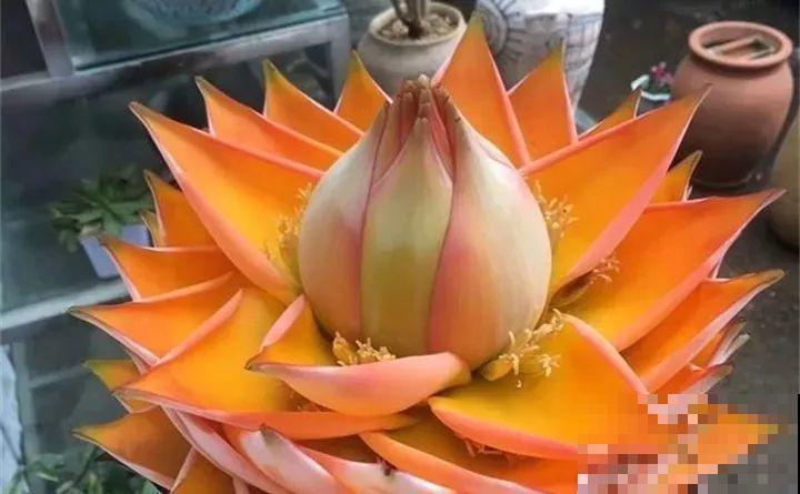 这20种花，一开就是上百天，阳台一年四季有花赏！