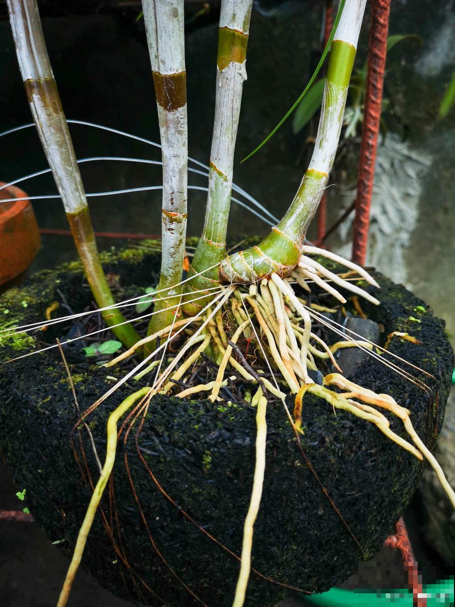 如何促进植物生根