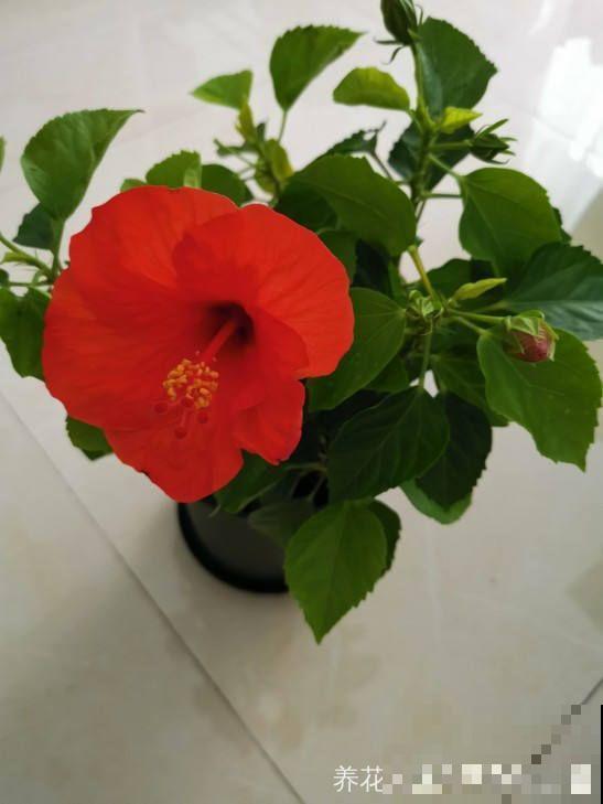 夏天就养这5种花，花开艳丽寓意好，喜气洋洋好运来！