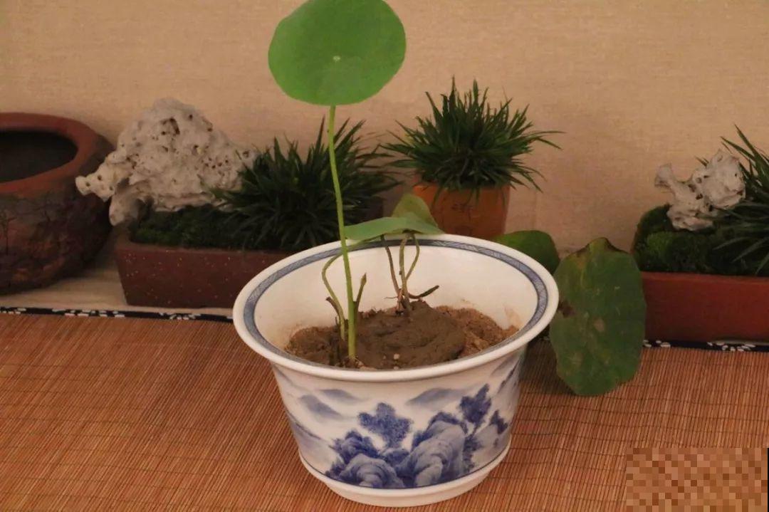 碗莲就得夏天种，丢种子到大缸，花全冒出来！
