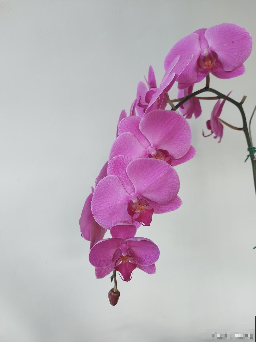蝴蝶兰多久能开花