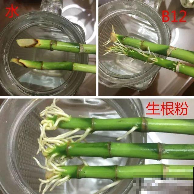 水培富贵竹加啥好？现场对比实验，太真实了！
