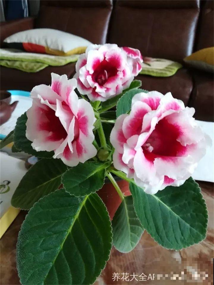 这20种花，一开就是上百天，阳台一年四季有花赏！