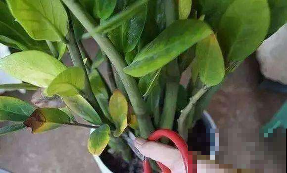 金钱树半年没动静？巧用这一招，大粗芽砰砰冒得盆都装不下！