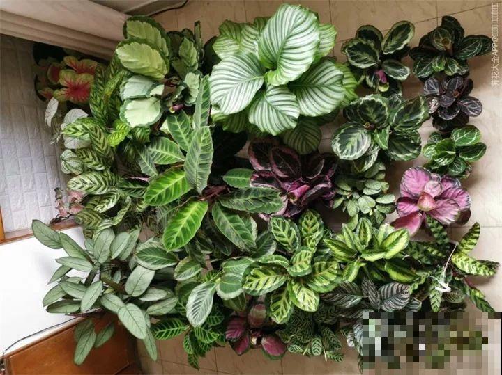 耐阴花就选它，叶子10个色，没光也能长爆盆！