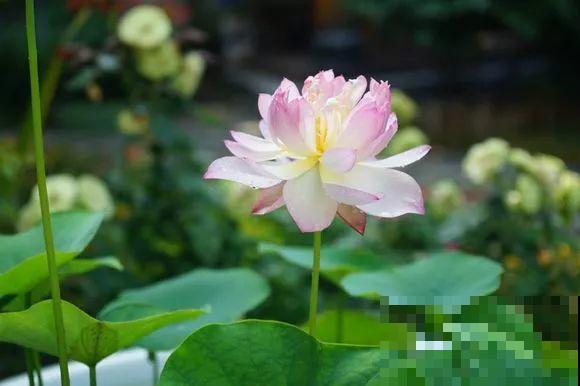 养花人的三重境界，你在哪一层？