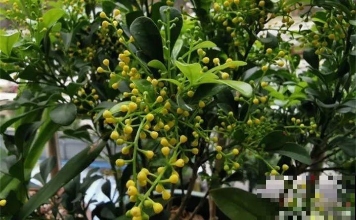 淘米水加点料，没有异味，肥效能翻10倍，养啥花都旺！