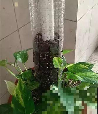 在养花人眼里，塑料瓶可是好宝贝，摇身一变成绿萝柱！