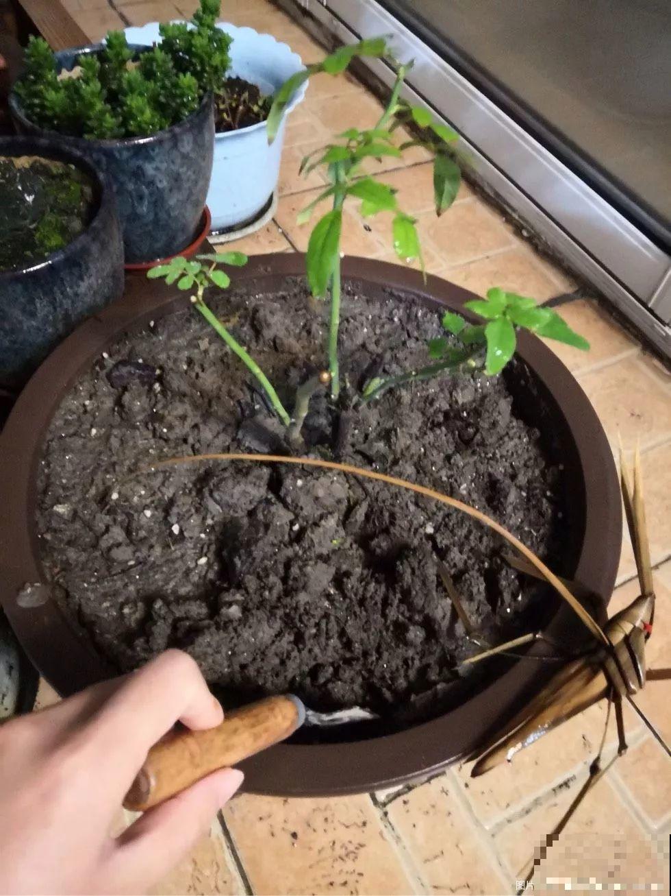 2滴废油倒盆里，花呼呼全开了，半年不用施肥！