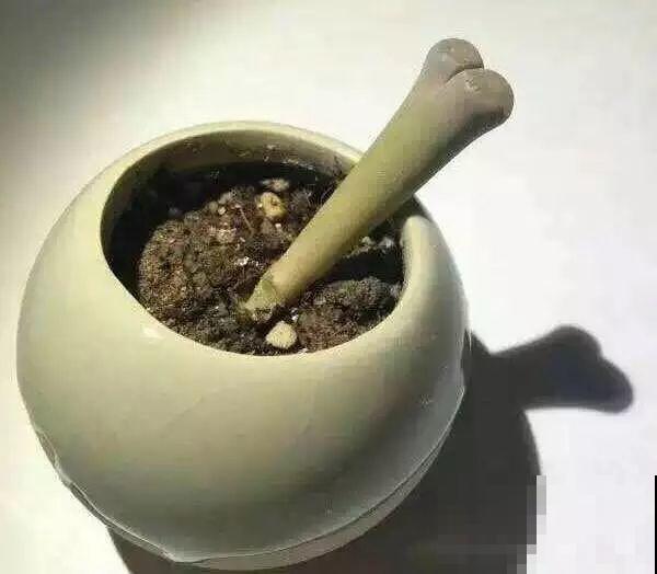 生石花个头虽小，可年年都在长，忍住别掰，一次冒出7个头！