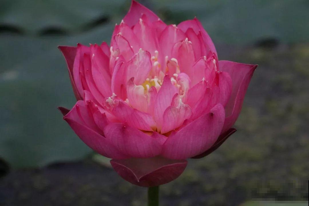 这花爱喝水，一天灌一瓢，三伏天也能开爆盆！