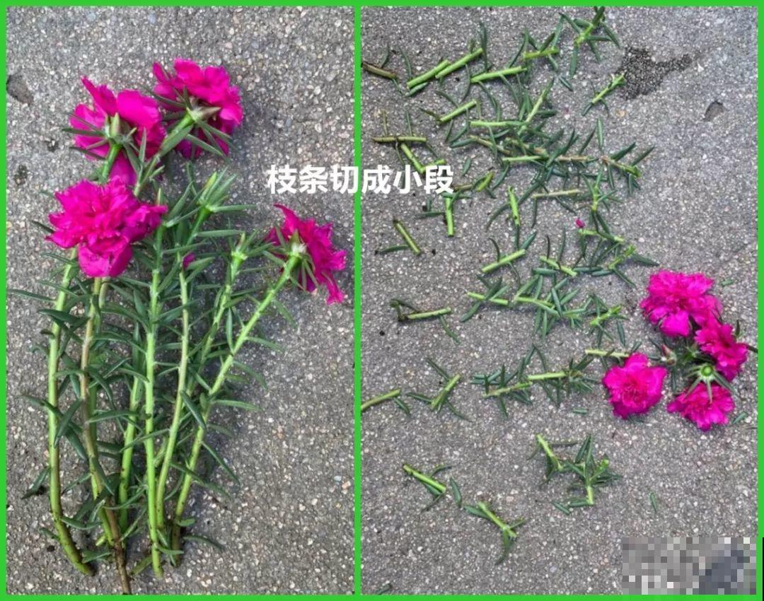 你羡慕的大片花园生活，只要努力，终归会有！