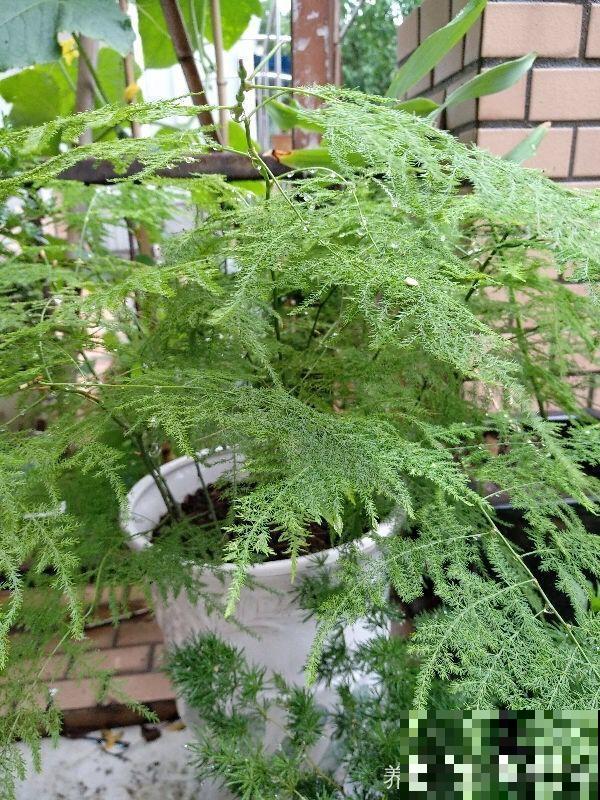 适合养在房间里的6种花，净化空气还降温，让你远离空调病！