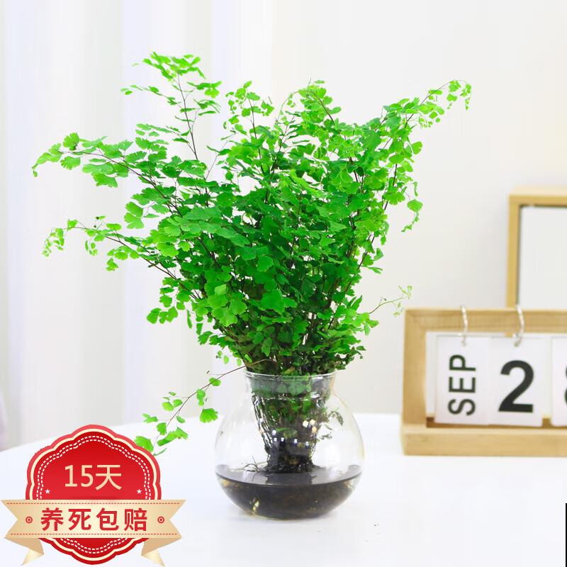 10种适合卧室养的绿植，净化空气，好养易活