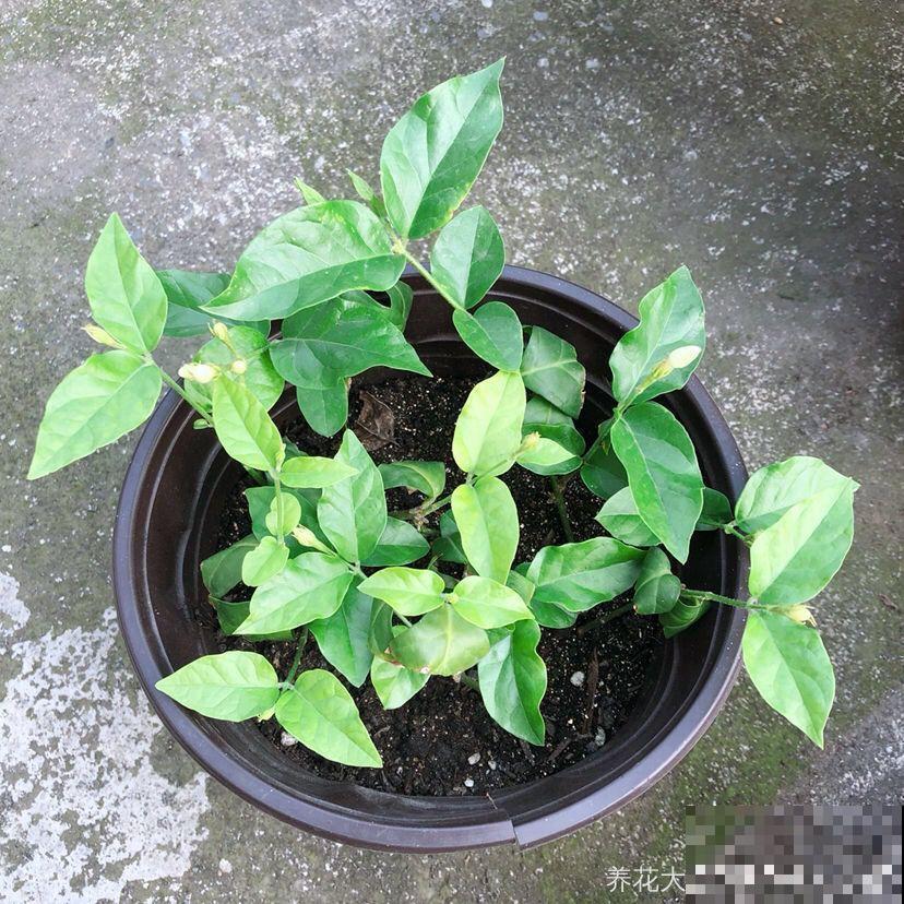 8种夏天扦插花，现在掐枝，下个月有花赏！
