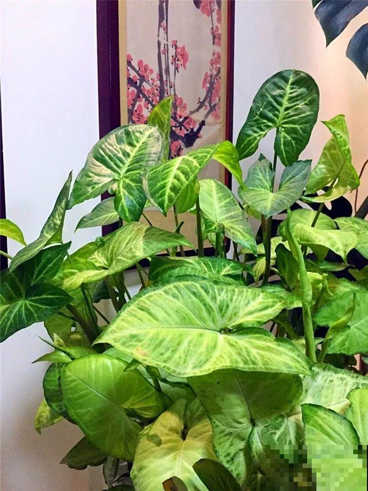 这10种“水桶花”，夏天得用大缸养，越浇水长得越疯狂！