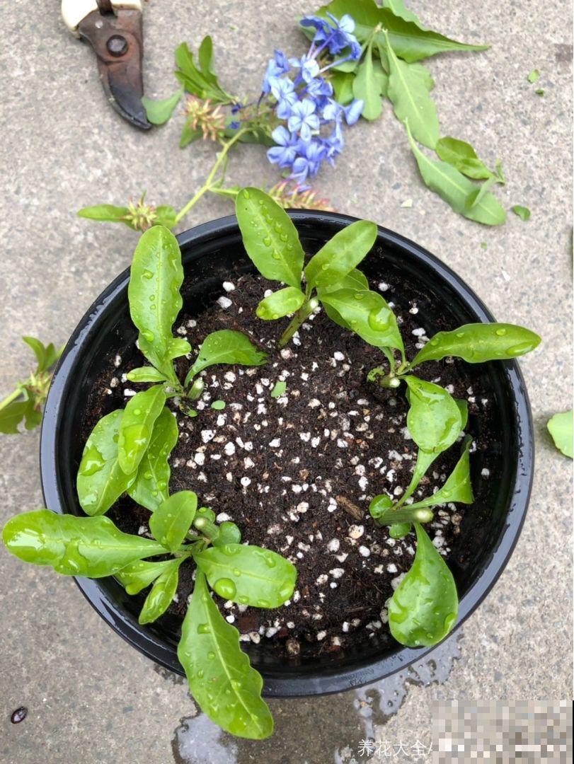 8种夏天扦插花，现在掐枝，下个月有花赏！