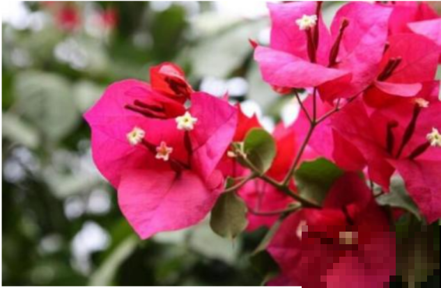 5种适合养在阳台上的花，清香驱蚊，摘片叶子还能泡水喝！