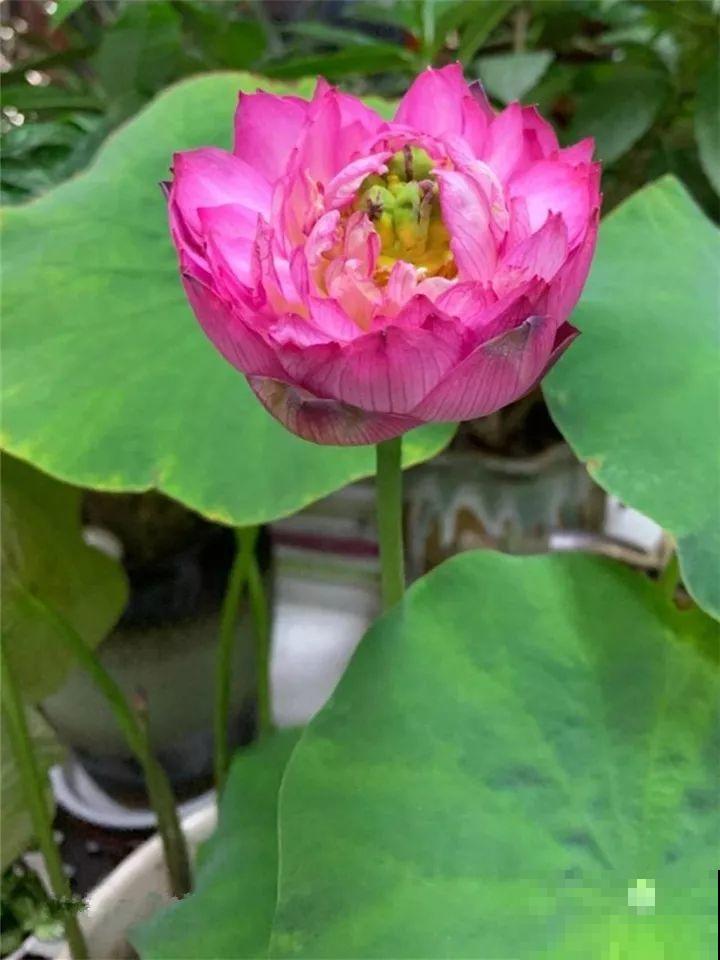 你羡慕的大片花园生活，只要努力，终归会有！