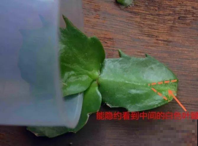 现在扦插最好活，这8种花，插多少活多少！