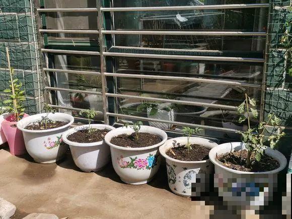 羡慕家里有小菜园的，盛夏季节，通通都爆发！