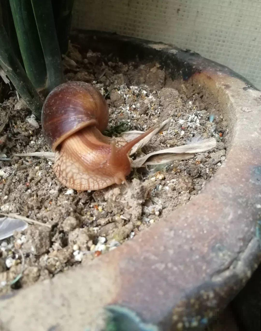给花喷点它，蚂蚁蜗牛全杀死，家里再也不招虫！