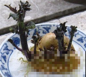 家里土豆发芽了，盆栽土豆，又能看又能吃！