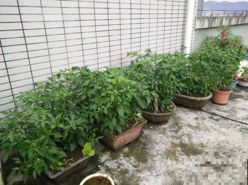这母女俩，一个梦想养花，一个沉迷种菜，真是可爱！