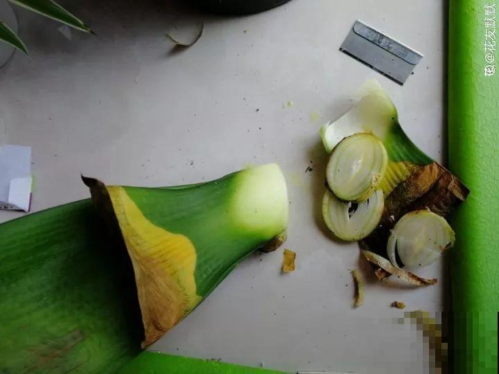 这3种花越是虐待越是长得好，新手也能养！