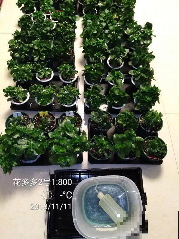 入秋就养这种花，剪一刀满头冒花苞，一开大半年！