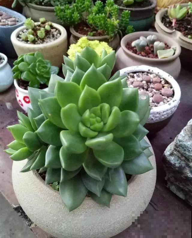 他辞职在家建多肉大棚，最后欠了一屁股债，到底为啥？