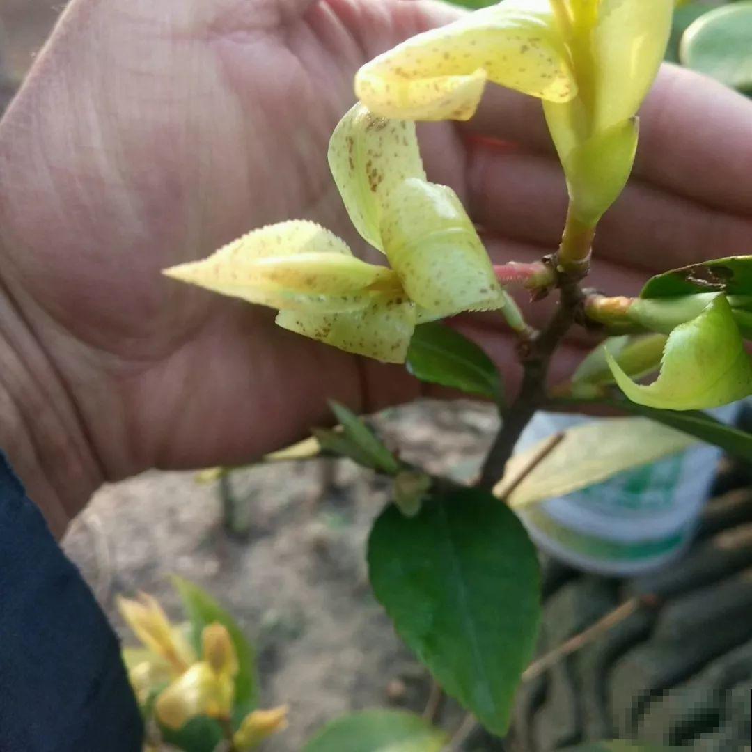 30种常见花的夏季浇水方法，告别烂根黄叶，养花无忧！