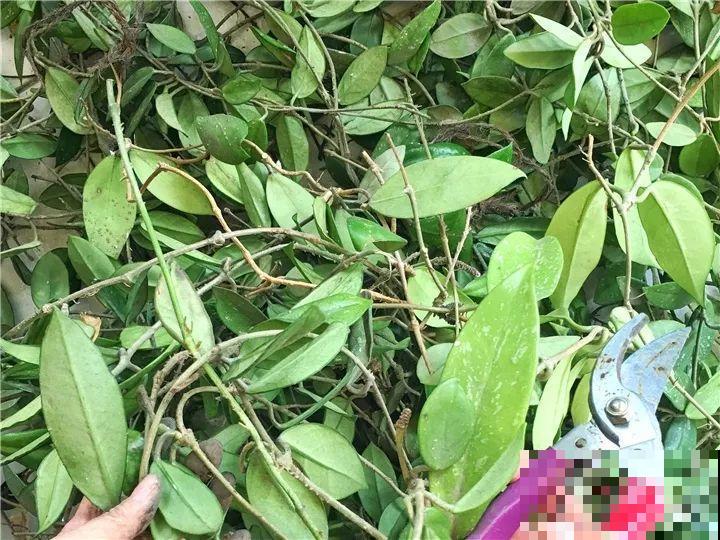 这花从春天到秋天，一茬接一茬，养在阳台美成一道风景线！