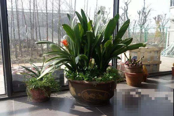 人和花都是相通的，看你养的花，就知道你是什么性格了！