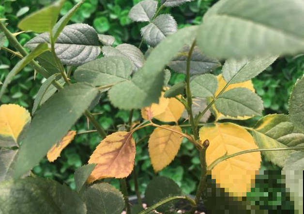 月季黄叶萎蔫，不仅仅是因为高温，再不救，一片叶子也不保！
