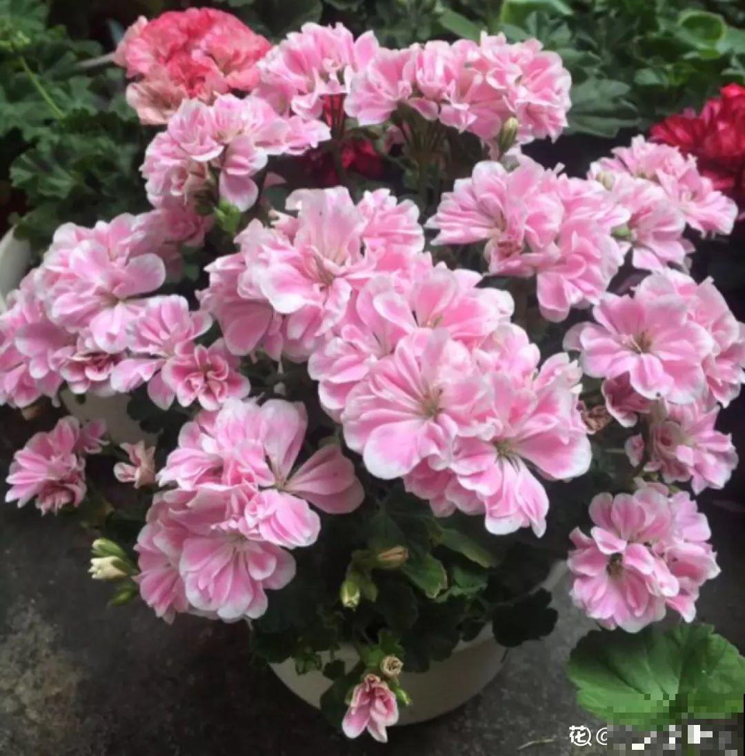 30种常见花的夏季浇水方法，告别烂根黄叶，养花无忧！