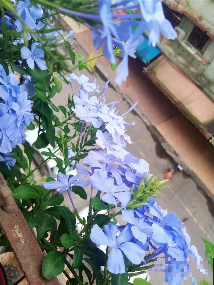 小窗台养这5种花，太阳一晒就开花，3个月爬满墙！