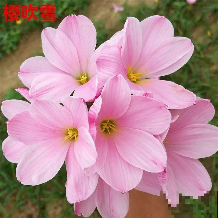 死不了的花，5年生了10麻袋，大铲车挖了一天！