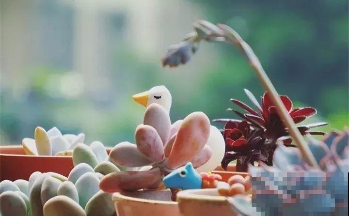 盆里放个它，多肉越养越好看，拍照颜值杠杠滴！
